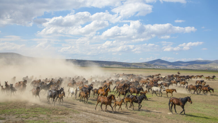 herd-of-horses-running-through-field-in-daytime-2026-03-16-06-29-09-utc